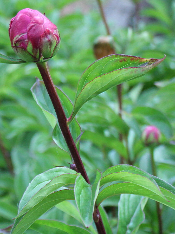 Image of Paeonia lactiflora specimen.