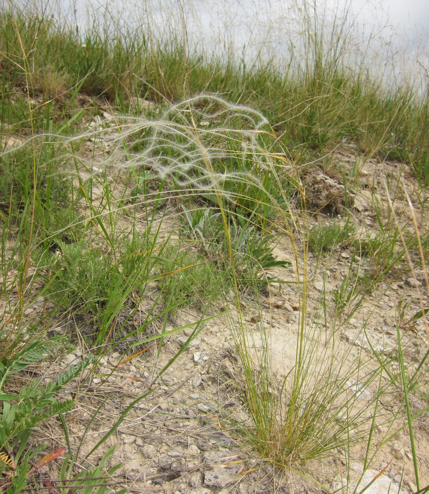 Image of Stipa lessingiana specimen.