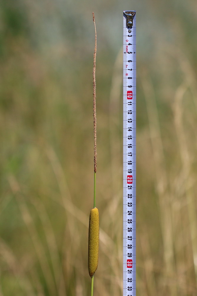 Image of Typha elatior specimen.