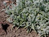 Cerastium biebersteinii