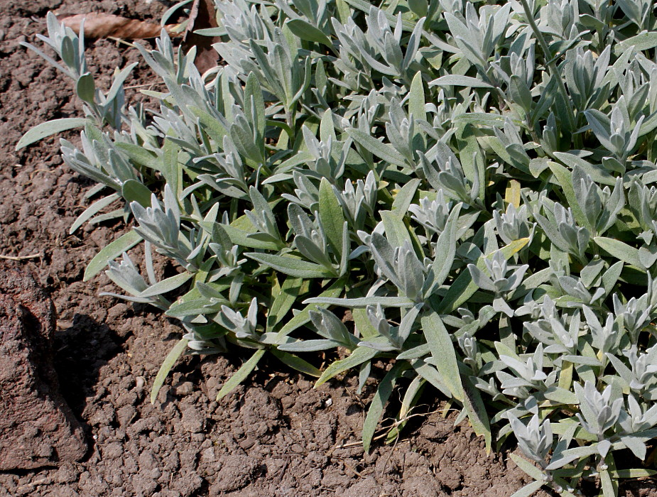 Изображение особи Cerastium biebersteinii.