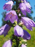 Campanula bononiensis. Часть соцветия. Новосибирская обл., Искитимский р-н, окр. пгт Линёво, опушка берёзового леса. 18 июля 2013 г.