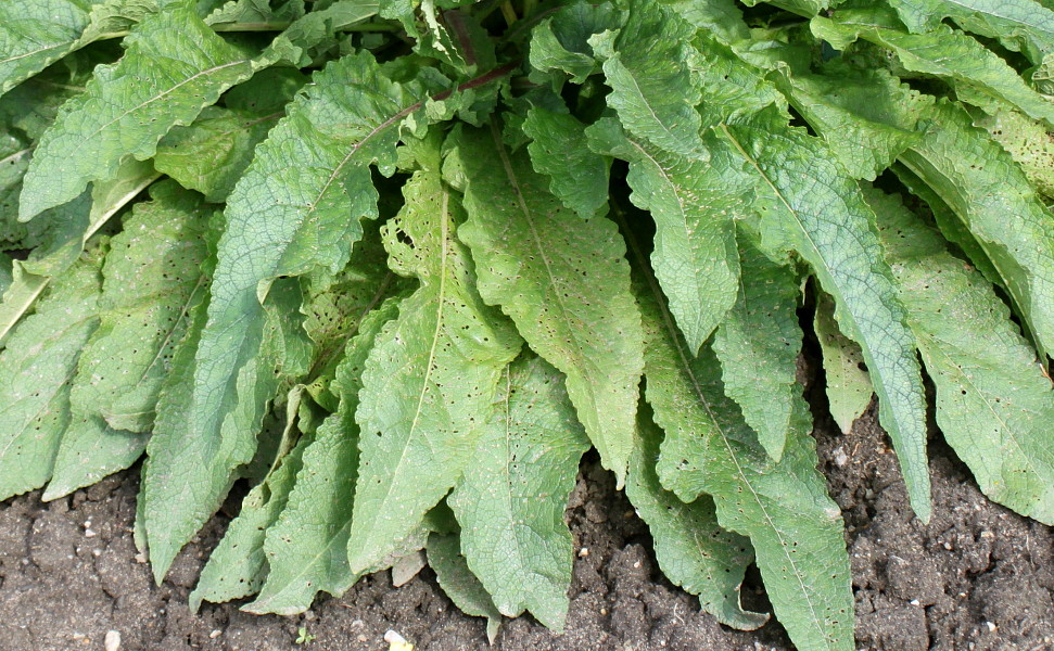 Image of Verbascum pyramidatum specimen.