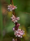 Cuscuta epithymum. Соцветия (сильно увеличено). Украина, Закарпатская обл., Свалявский р-н, луг на вершине г. Велика Ясенивка возле с. Солочин. 19 июля 2013 г.