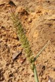 Tragus racemosus