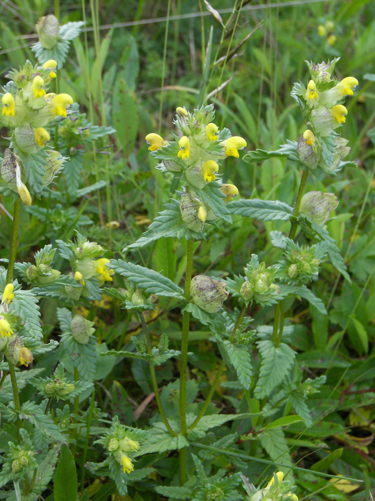 Image of Rhinanthus minor specimen.