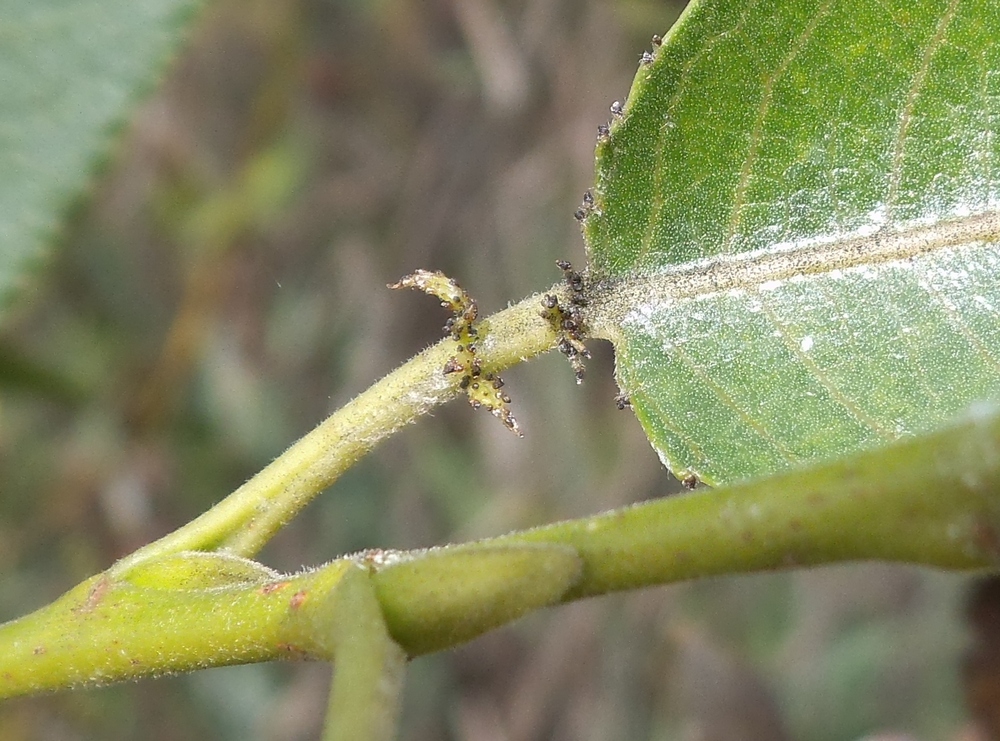 Image of Salix &times; lispoclados specimen.