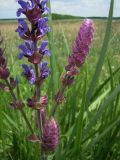 Salvia tesquicola