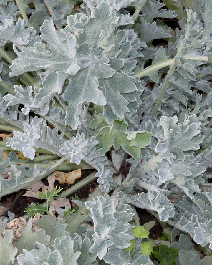 Image of Glaucium flavum specimen.