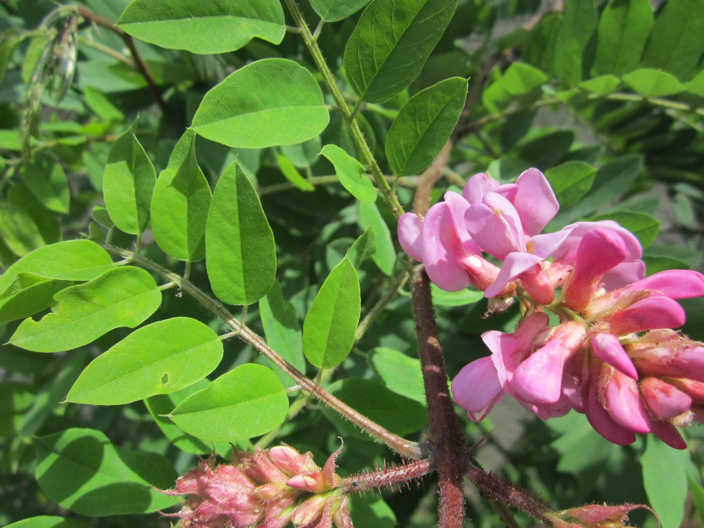 Image of Robinia viscosa specimen.