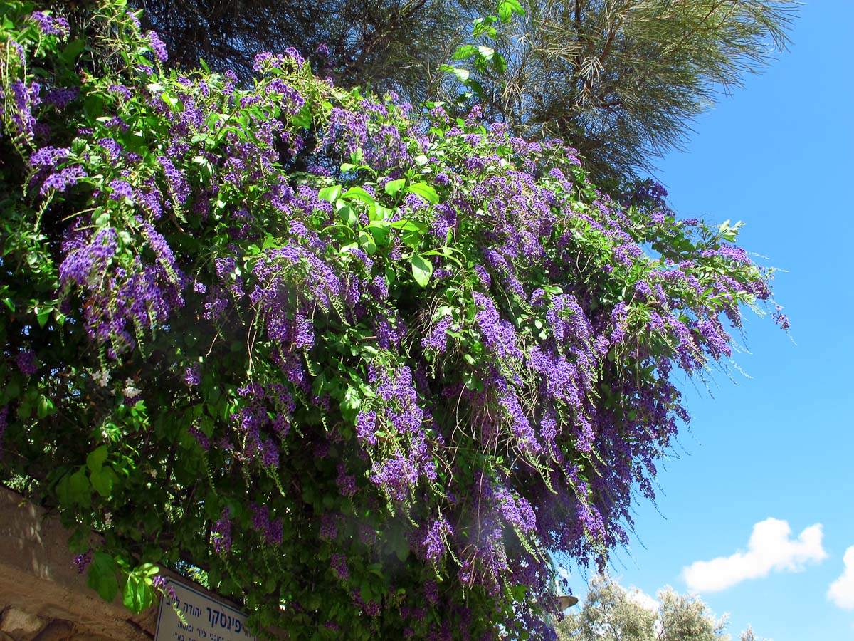 Image of Duranta erecta specimen.