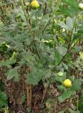 Chrysanthemum indicum