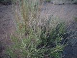 Limonium suffruticosum