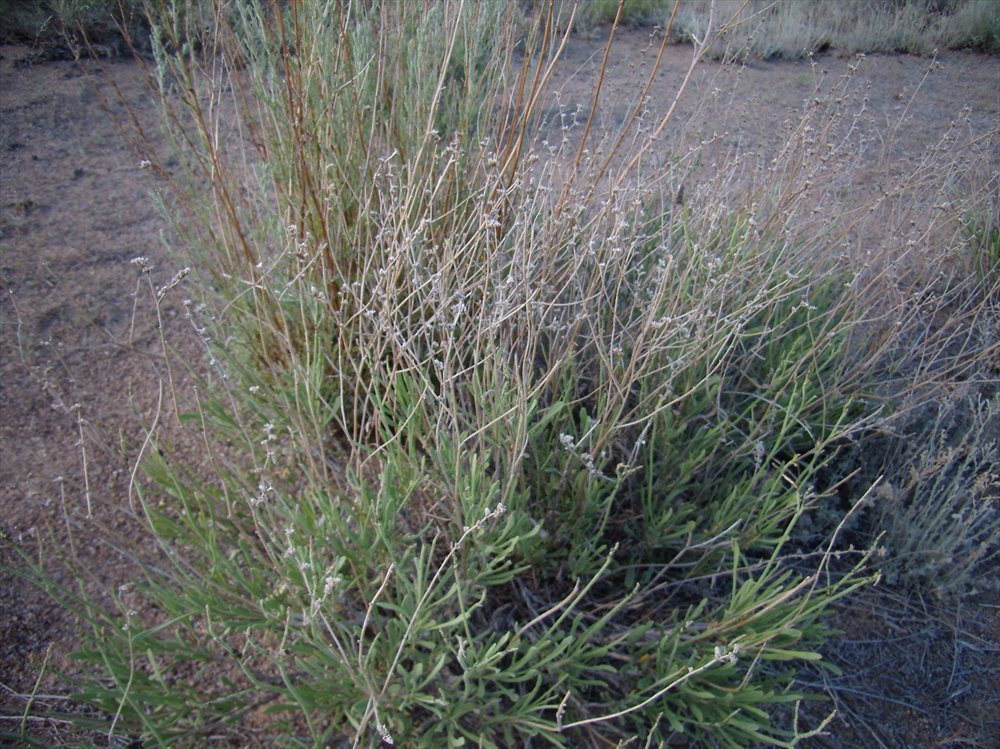 Image of Limonium suffruticosum specimen.