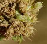 Amaranthus palmeri