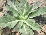 genus Verbascum. Прикорневая розетка листьев. Украина, г. Киев, лес на восточной окраине. 24.04.2013.