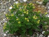 Astragalus frigidus