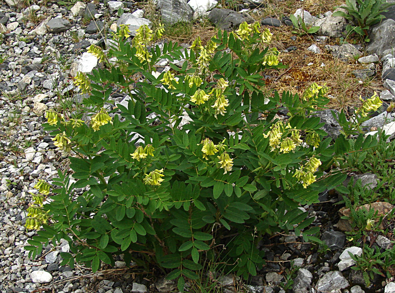 Изображение особи Astragalus frigidus.