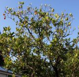 Arbutus unedo