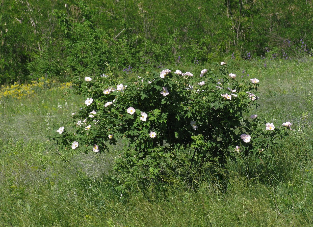 Image of genus Rosa specimen.