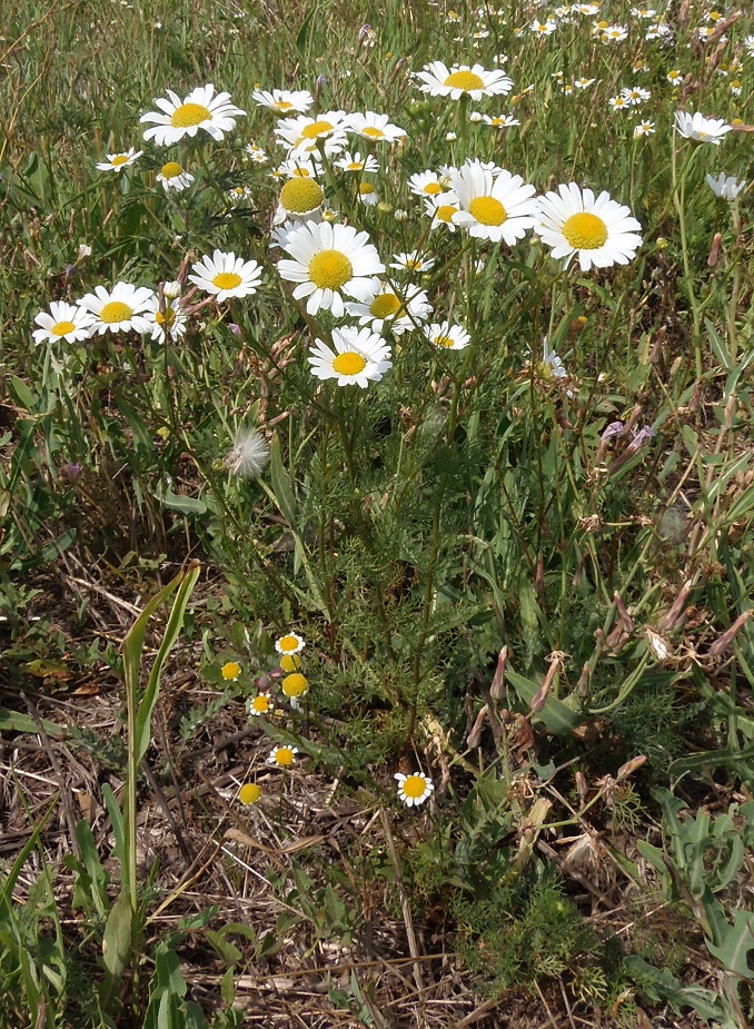 Image of Tripleurospermum inodorum specimen.