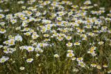 genus Anthemis. Соцветия. Крым, Севастополь, окр. пос. Любимовка. 5 июня 2013 г.