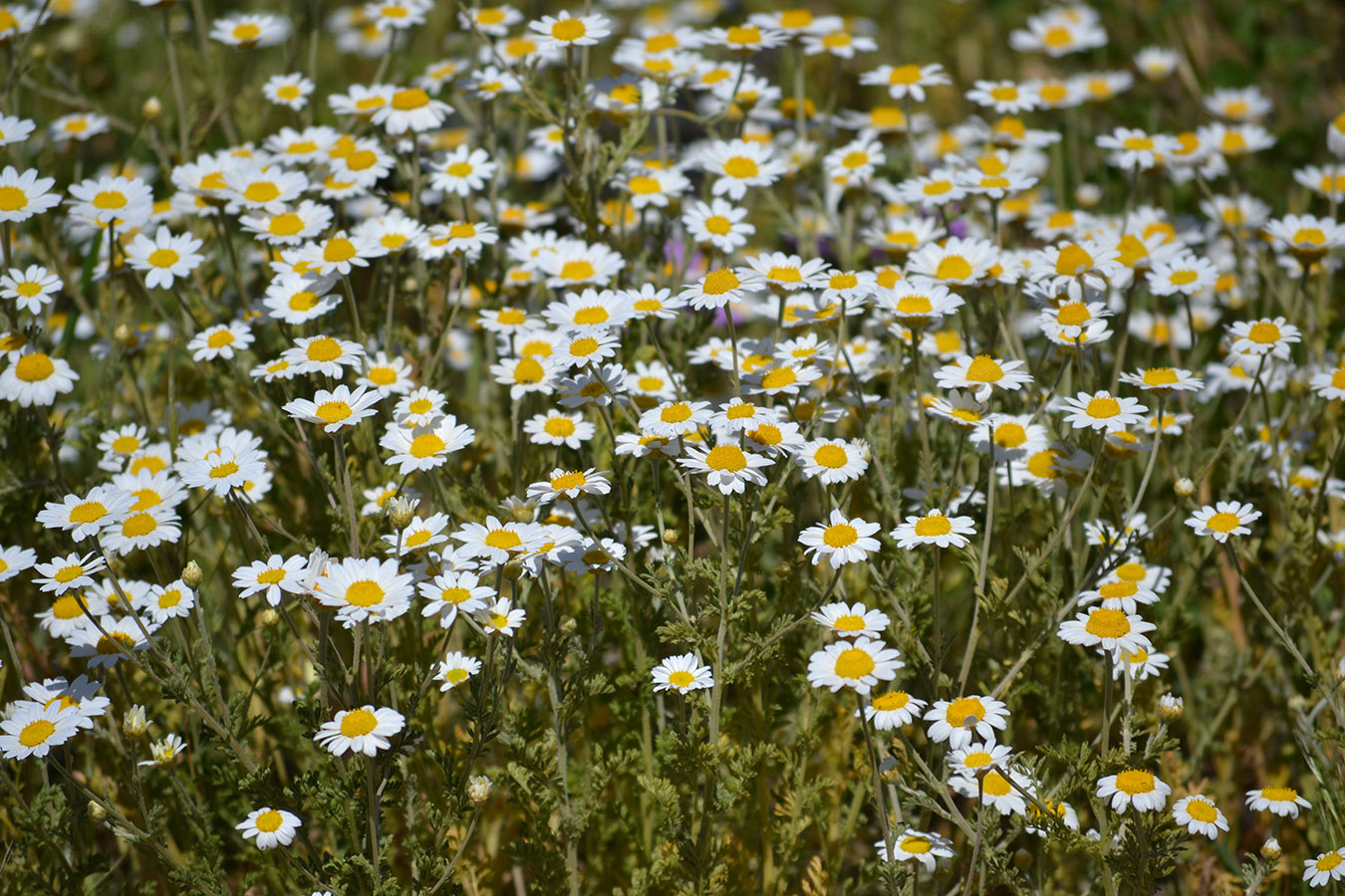 Image of genus Anthemis specimen.