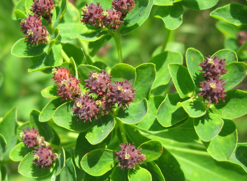 Изображение особи Euphorbia pilosa.