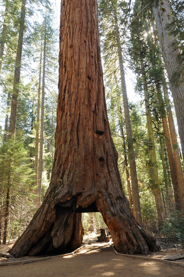 Image of Sequoiadendron giganteum specimen.