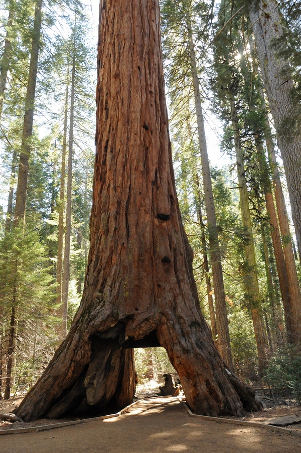 Изображение особи Sequoiadendron giganteum.