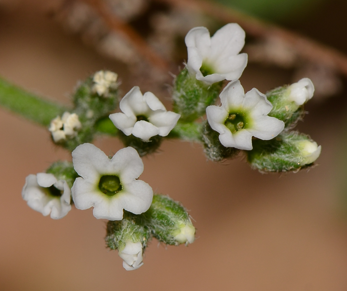 Изображение особи Heliotropium bacciferum.