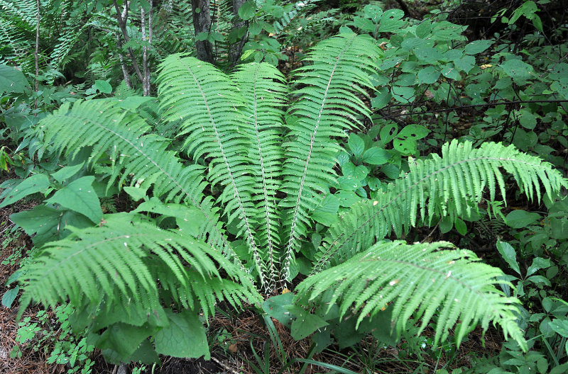 Image of Matteuccia struthiopteris specimen.