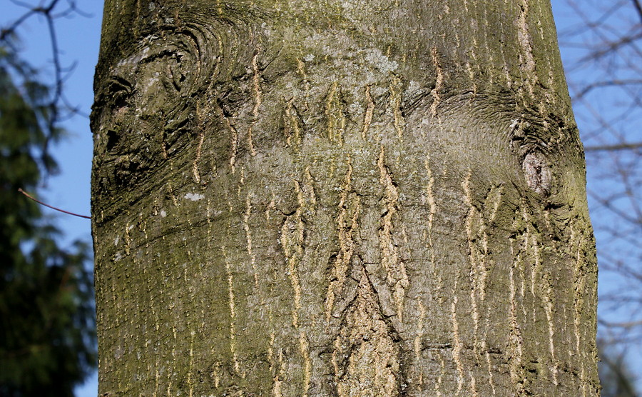 Изображение особи Quercus coccinea.