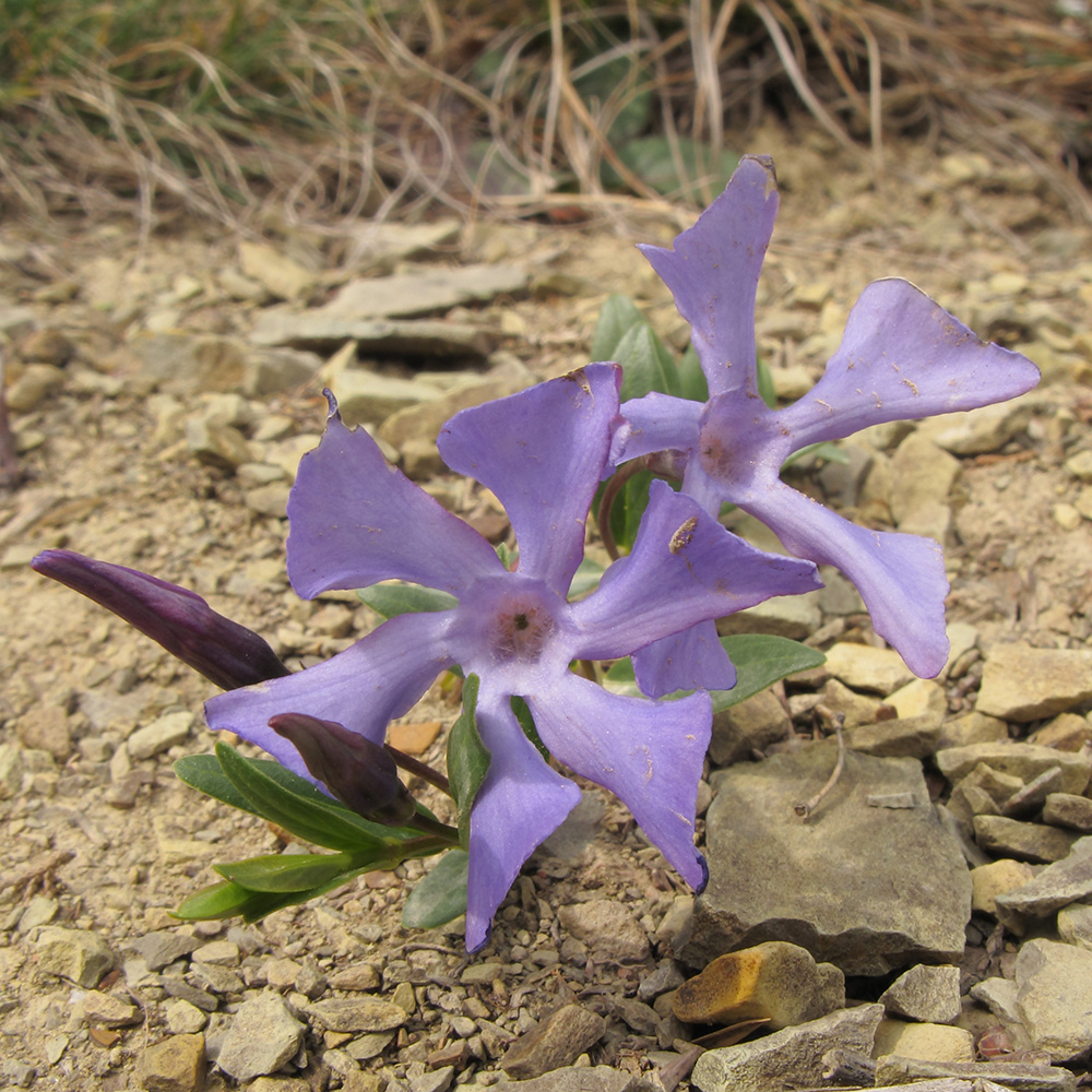 Image of Vinca herbacea specimen.