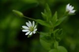 Stellaria neglecta. Верхушка цветущего растения. Молдова, Кишинев, Дендропарк. 13.04.2014.