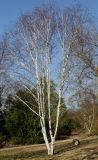 Betula utilis variety jacquemontii. Растение, выходящее из состояния зимнего покоя. Германия, г. Дюссельдорф, Ботанический сад университета. 13.03.2014.