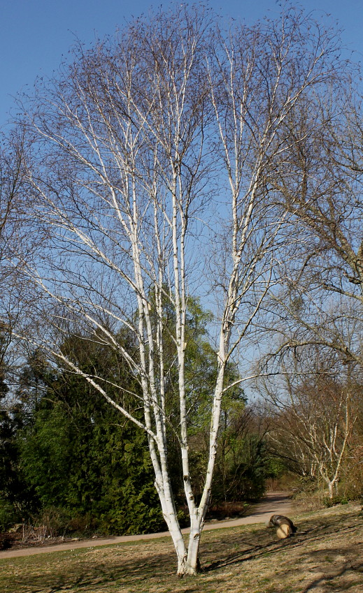 Изображение особи Betula utilis var. jacquemontii.