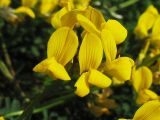 Hippocrepis comosa