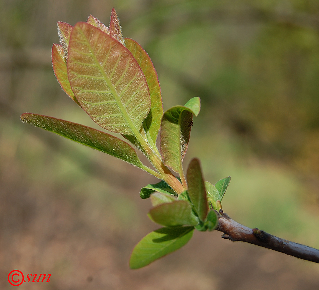 Image of Cotinus coggygria specimen.