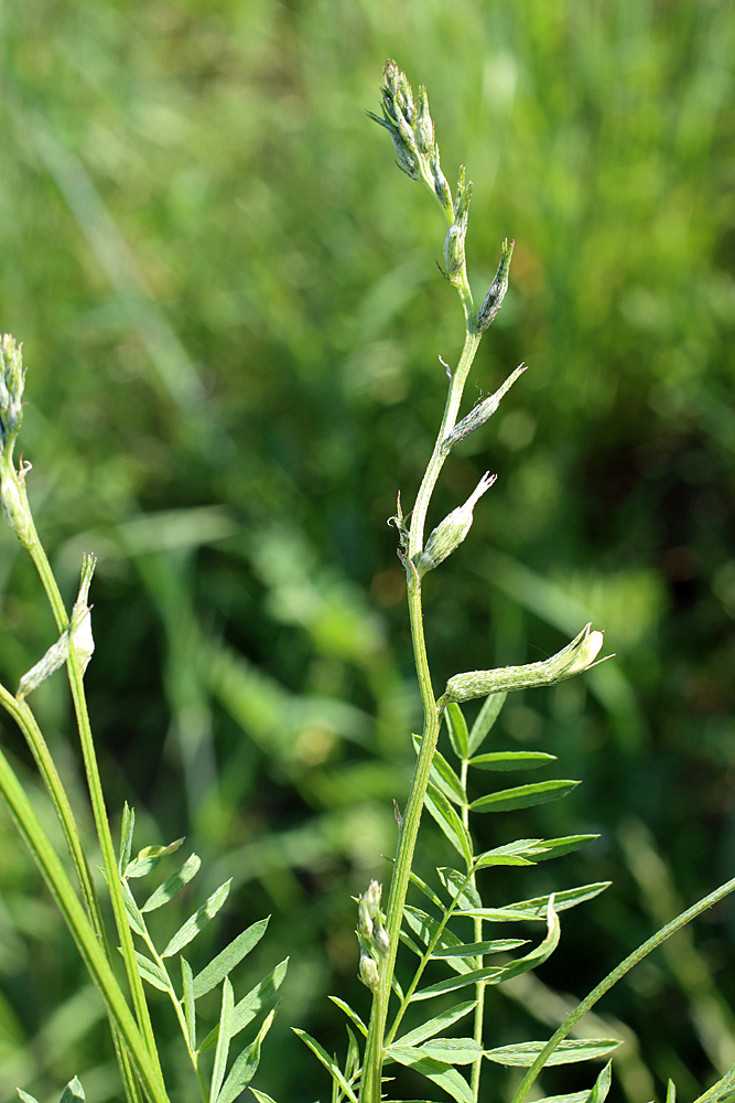 Image of Astragalus angreni specimen.