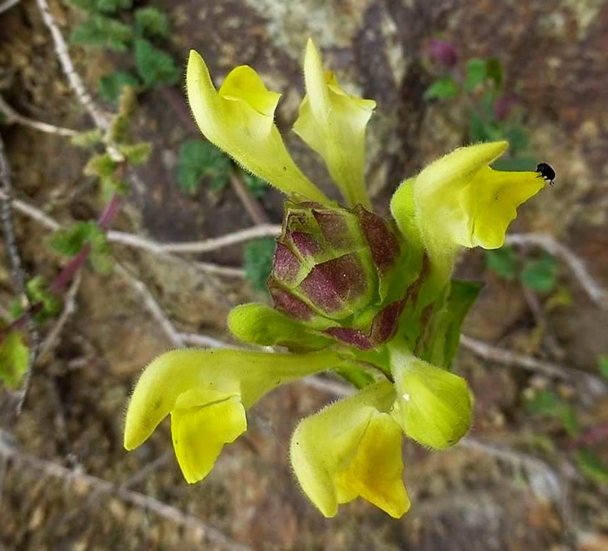 Image of Scutellaria karjaginii specimen.