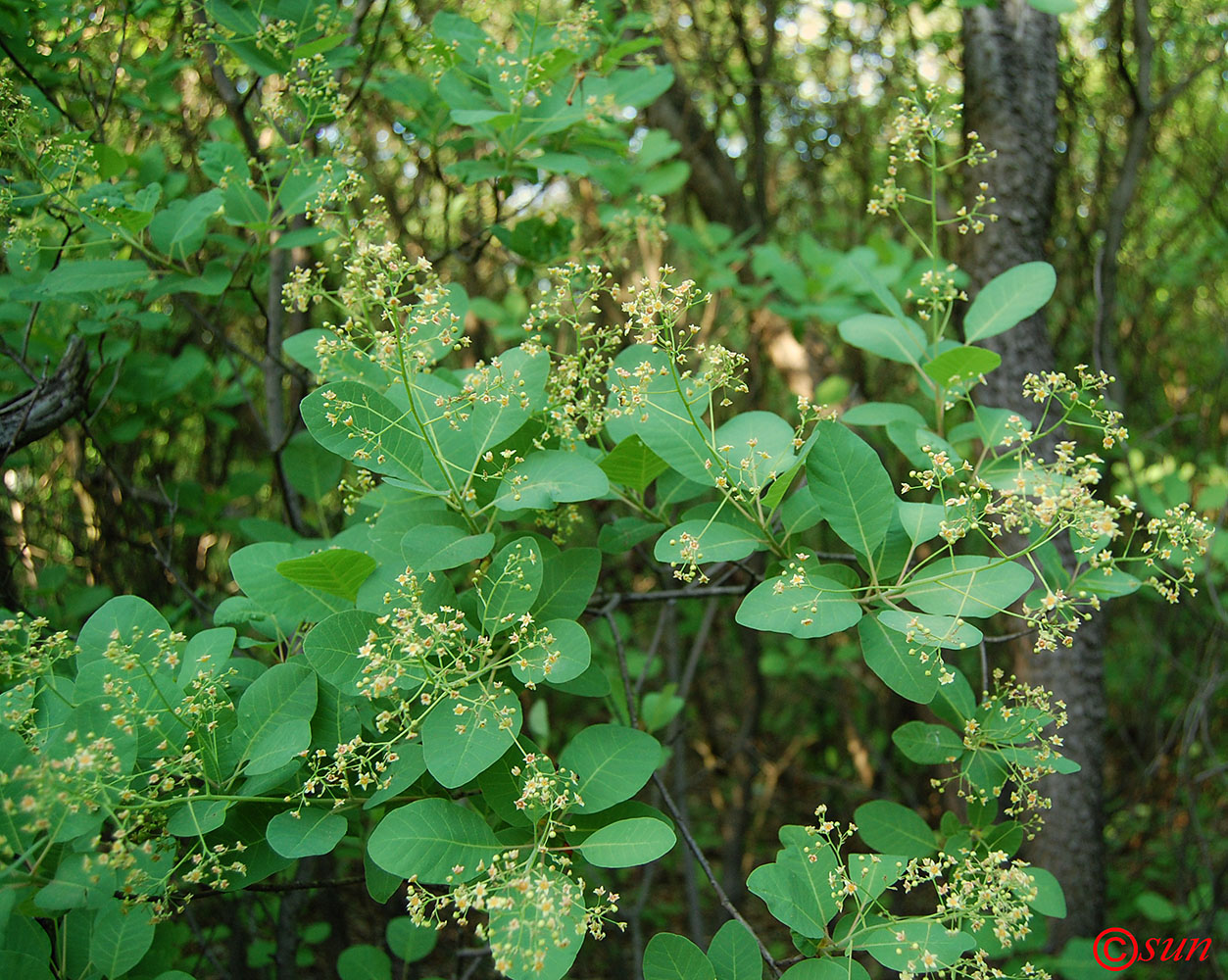 Image of Cotinus coggygria specimen.
