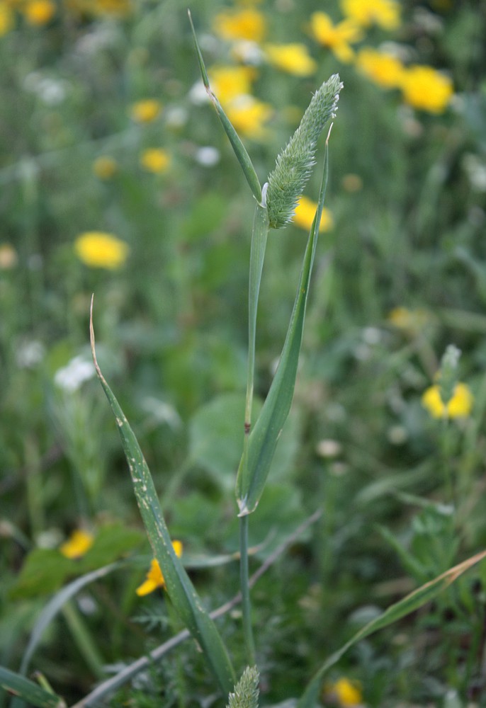 Изображение особи Phalaris minor.