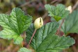 Rubus chamaemorus. Верхушка растения с завязавшимся плодом. Ленинградская обл., Лужский р-н, окр. дер. Сяберо, окраина болота Машутинский Мох. 07.06.2014.