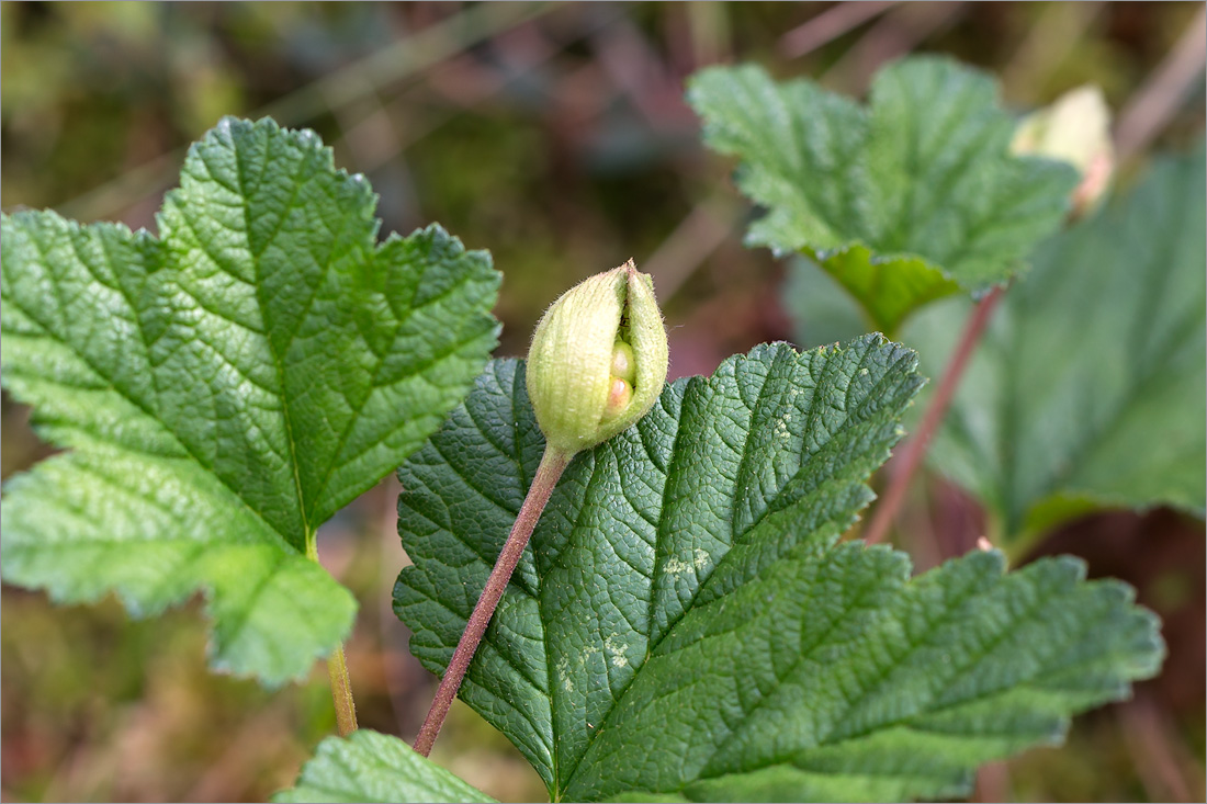 Изображение особи Rubus chamaemorus.