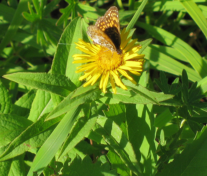 Image of Inula hirta specimen.