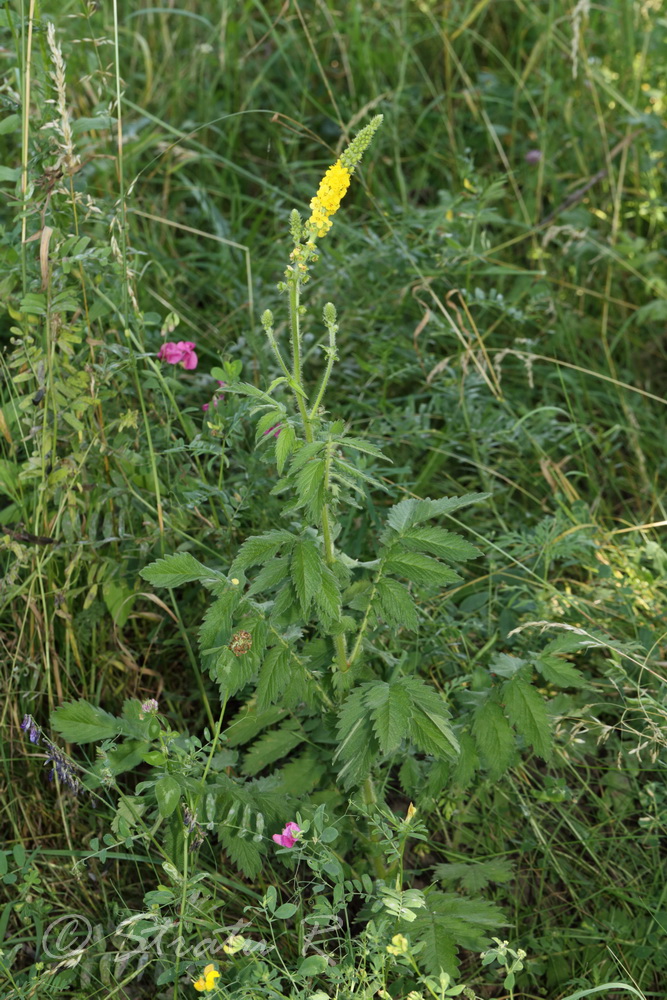 Изображение особи Agrimonia eupatoria.