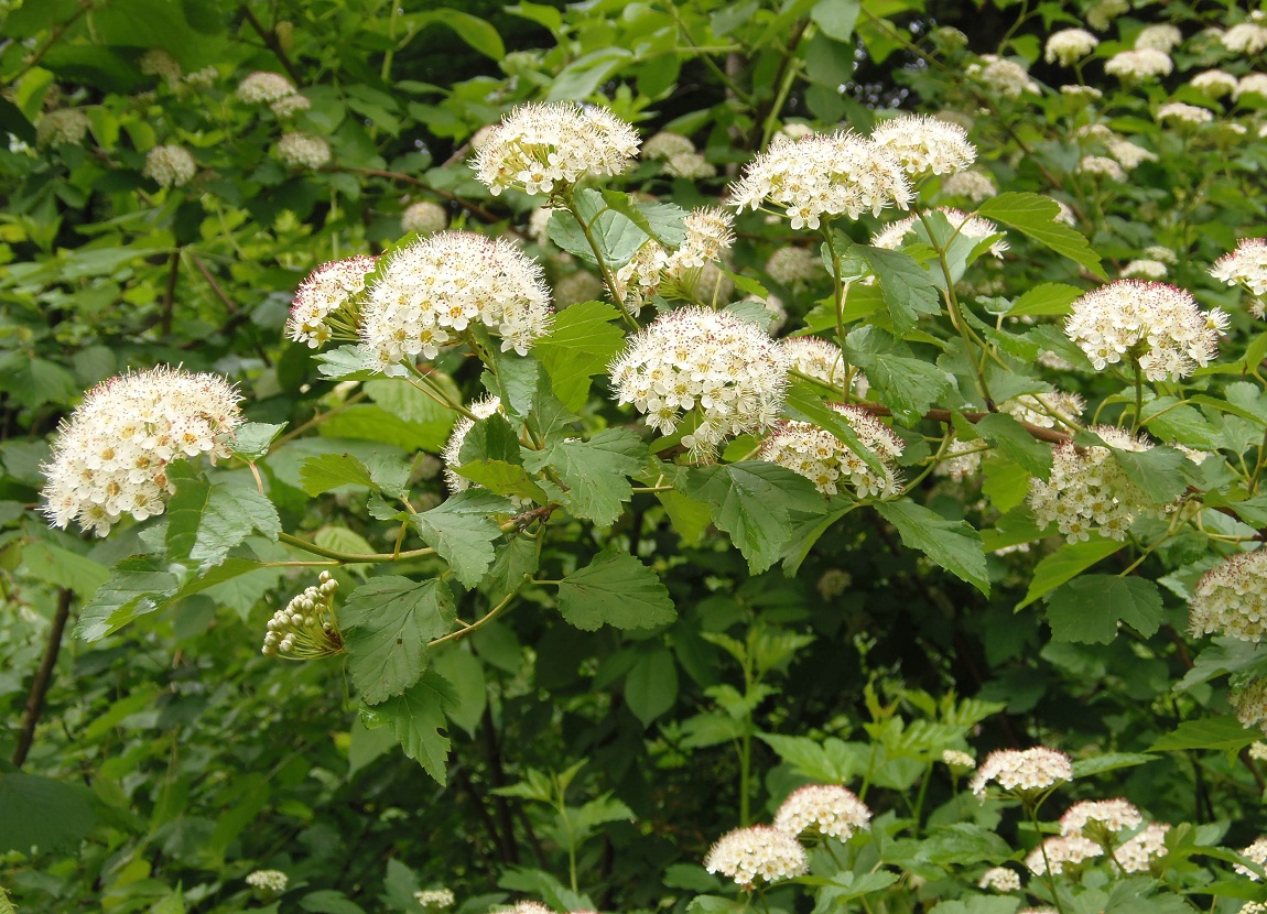 Изображение особи Physocarpus opulifolius.