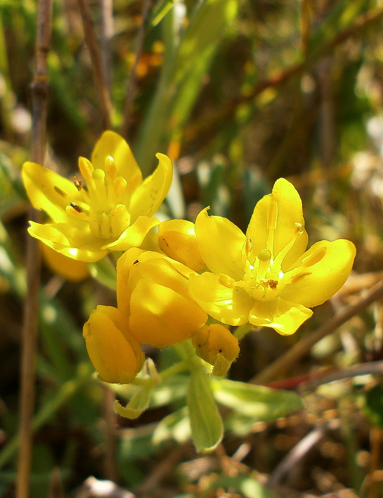 Image of Haplophyllum suaveolens specimen.