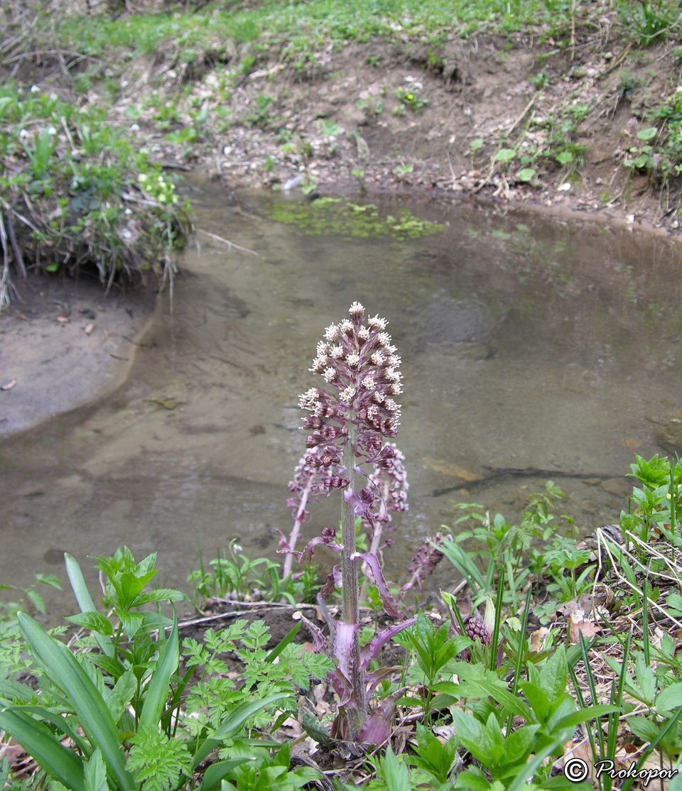 Изображение особи Petasites hybridus.